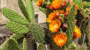 A cactus with orange flowers and a building in the background. - Large charming house in Puglia, not far from the Ionian Sea. (Nardò)
