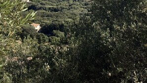 Un paysage côtier avec des oliviers, un ciel bleu clair et une vue lointaine sur une ville et un navire.