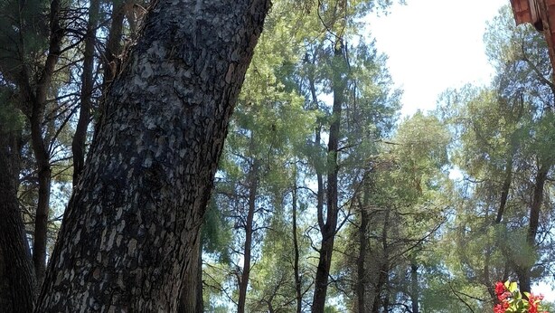 A park with a pathway, a bench, and a potted plant. - Villa Anty Holiday Home in Sani, Chalkidiki—Private Terrace & Pine Forest Views (Sane)