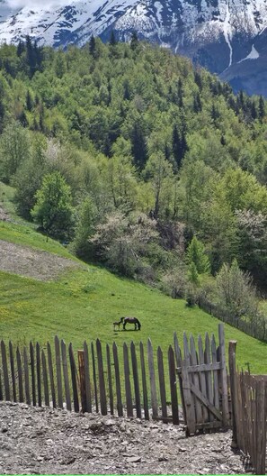 Miscellaneous - Isolated Cabin in Kichkhuldashi, Svaneti with Lake Fishing & Horse Riding (Nakra)