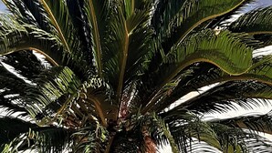 Una palmera, un muro de piedra y un paisaje montañoso al fondo.