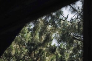 A view through a window with dense pine trees outside.