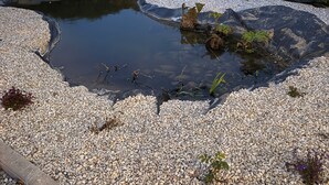Ein kleiner Teich mit Kieselsteinen und Pflanzen, umgeben von Kies und Grünflächen.