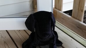 A black plush toy on a wooden deck. - Air-conditioned mobile home in new condition in campsite with heated swimming pool, quiet plot (La Tremblade)