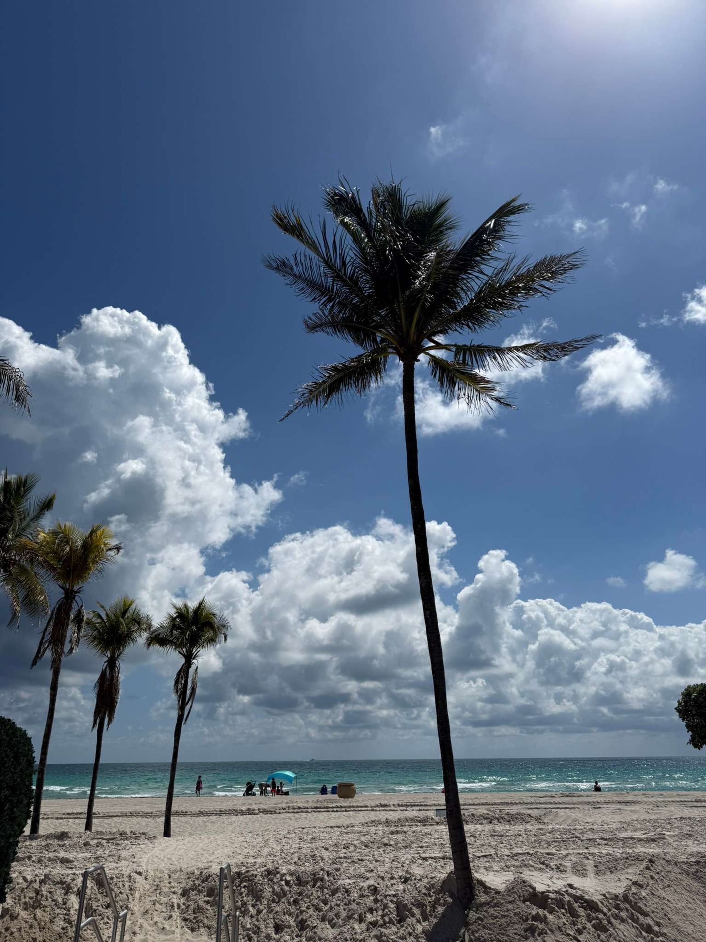 A beach with palm trees and the ocean.