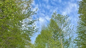 Een grindpad leidt naar een modern gebouw, omringd door bomen.