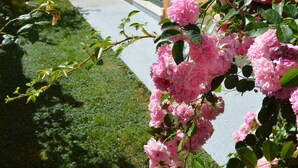 Ein Gebäude mit grüner Tür und Fenstern, einem Bürgersteig und rosa Blumen.