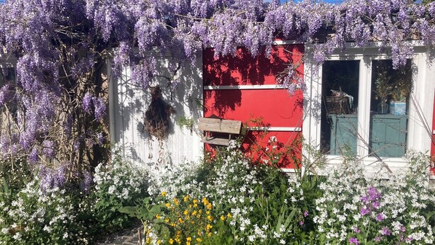 Un jardín con enredaderas de glicinia morada, flores blancas y un edificio rojo.