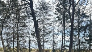 Ein bewaldetes Gebiet mit einer Holztreppe, die zu einem Gebäude führt.