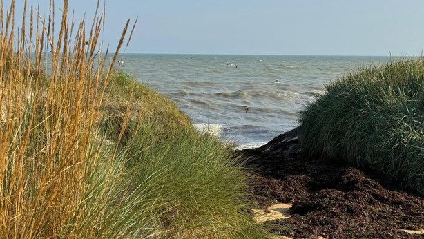A coastal landscape with grass and seaweed along the shore, a clear sky, and birds flying over the water.