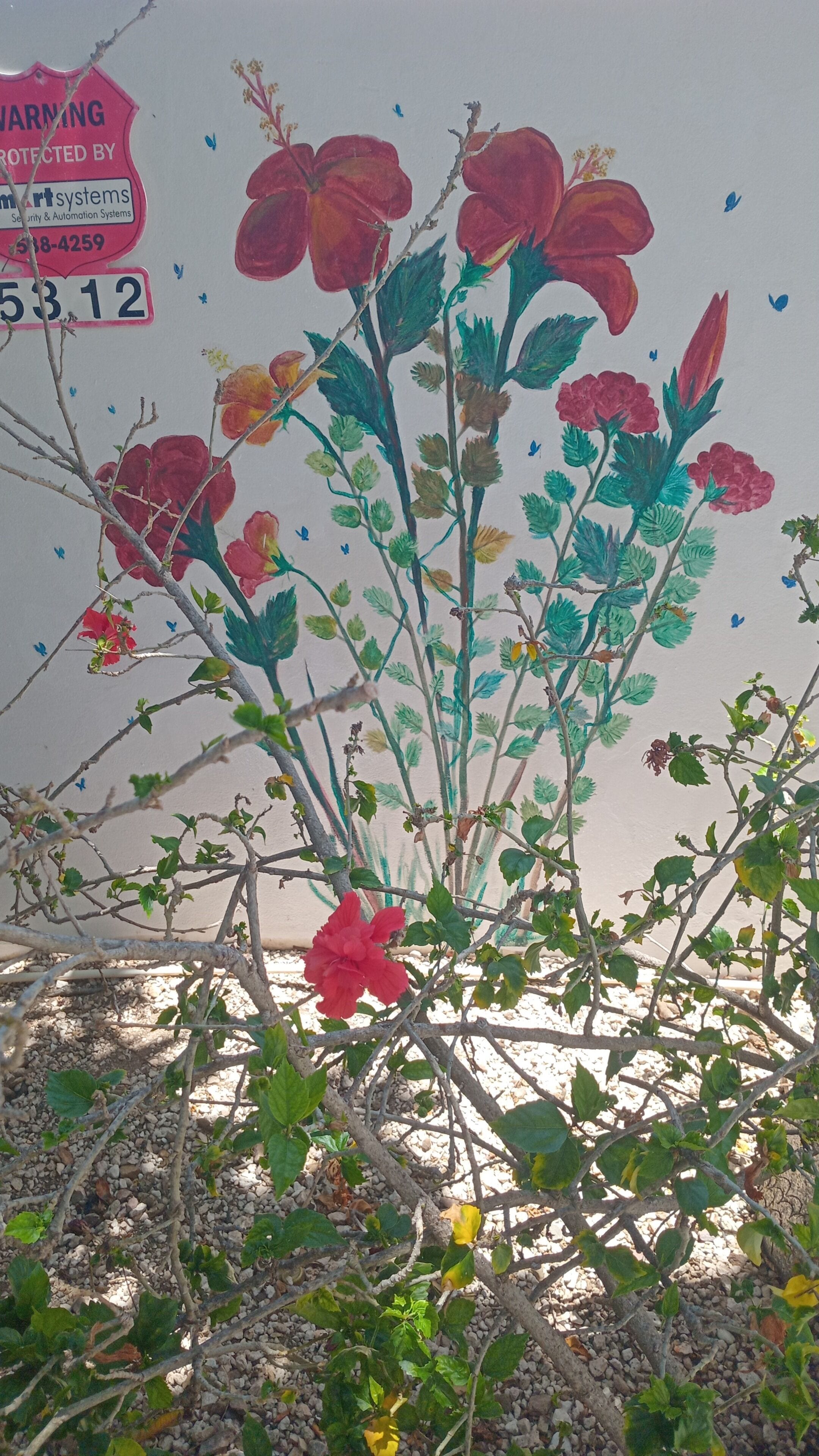 A plant with red flowers and green leaves.
