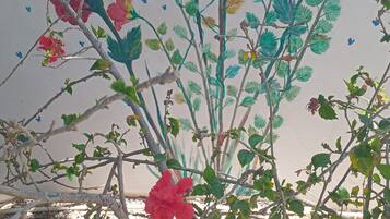 En plante med røde blomster og grønne blade.