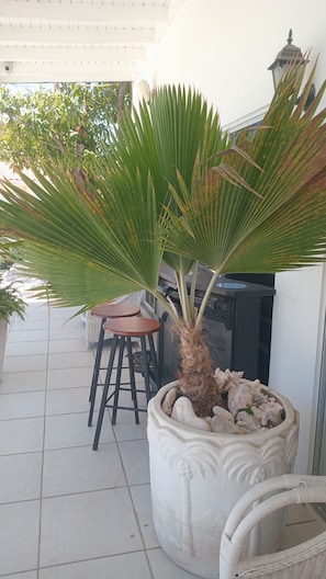 Ein Kübelpalmenpflanze mit dekorativem Topf, ein Korbstuhl und ein Tisch mit zwei Stühlen auf einer gefliesten Terrasse.