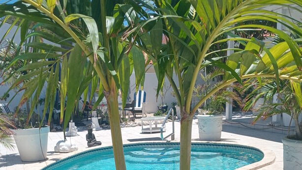 Ein Pool mit zwei Palmen in Kübeln, umgeben von einer gefliesten Terrasse und Blumentöpfen.