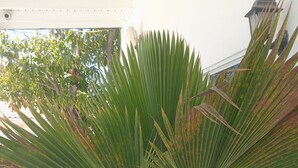 Ein Kübelpalmenpflanze mit dekorativem Topf, ein Korbstuhl und ein Tisch mit zwei Stühlen auf einer gefliesten Terrasse.