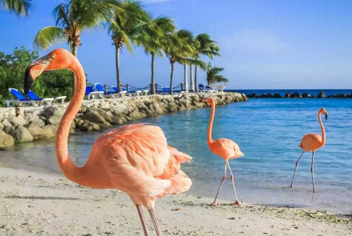 شاطئ