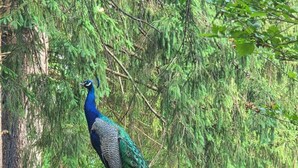 A peacock standing on a wooden deck with railings, surrounded by dense greenery. - Beautiful 4-bedroom historic home on 4-acre lot in Niles, close to Hwy 12 (Niles)
