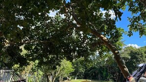 Una hamaca bajo un árbol en un espacio al aire libre con césped.