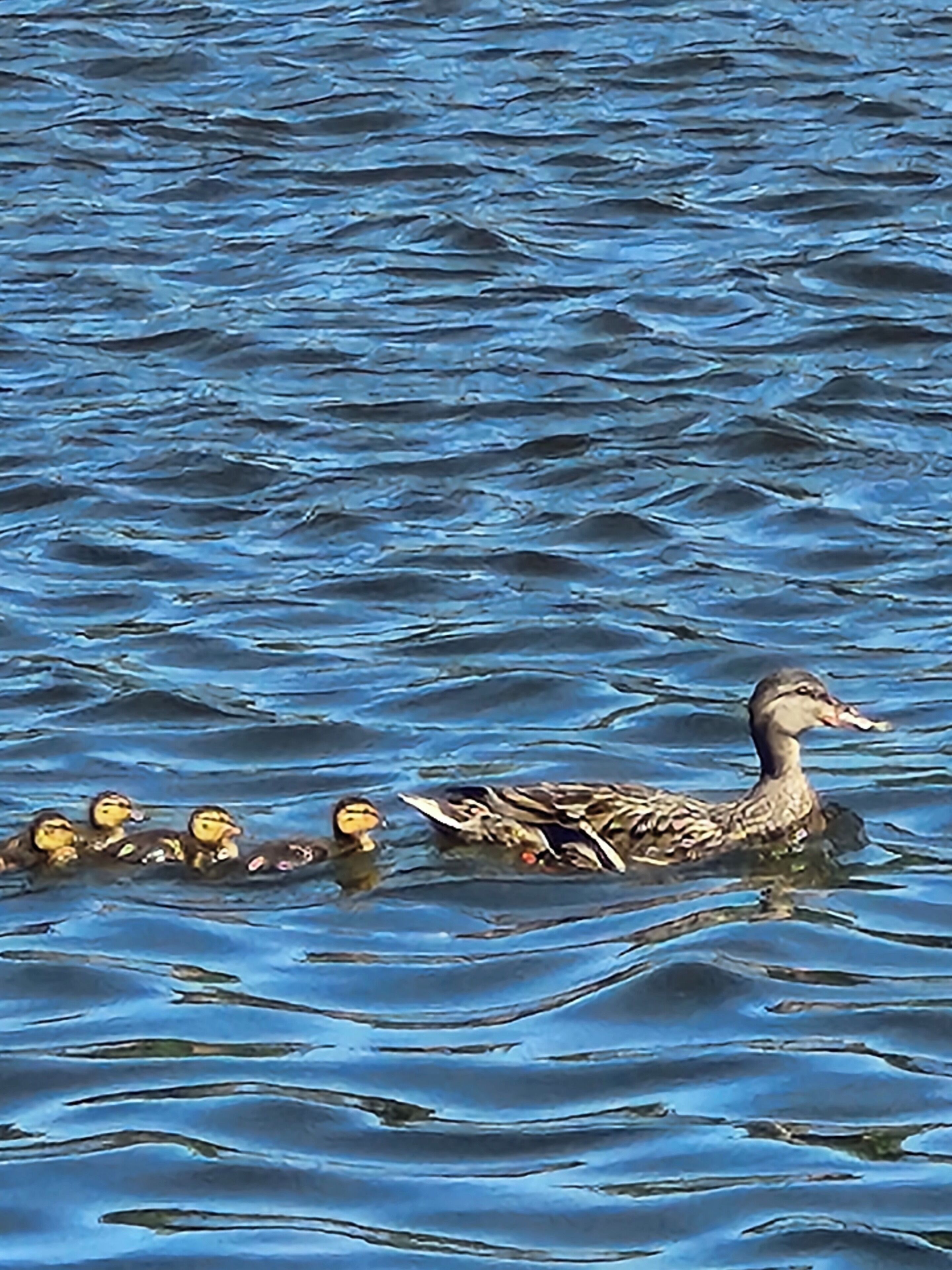 Eine Ente schwimmt mit ihren Küken in ruhigem Wasser.