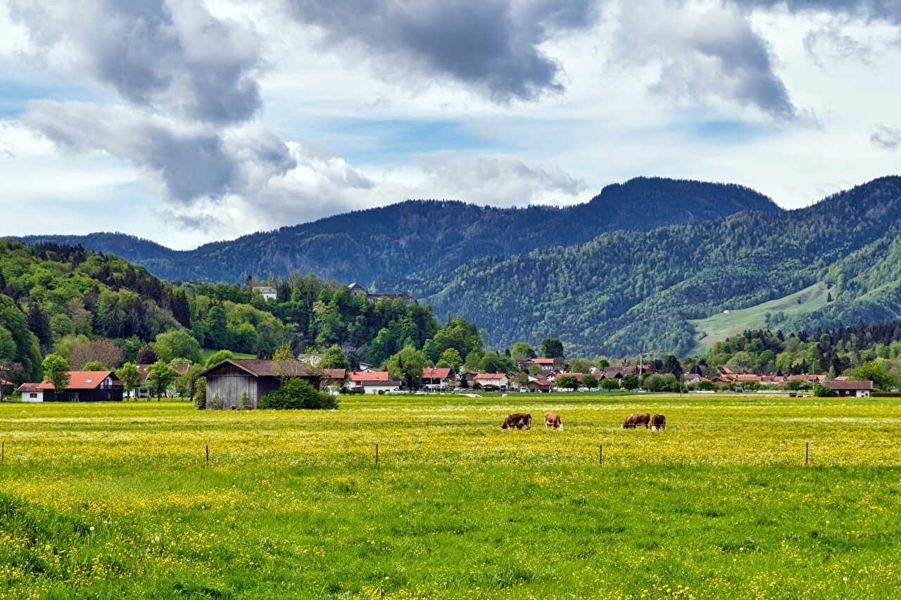 A rural landscape with green fields, a few cows, and houses in the background.