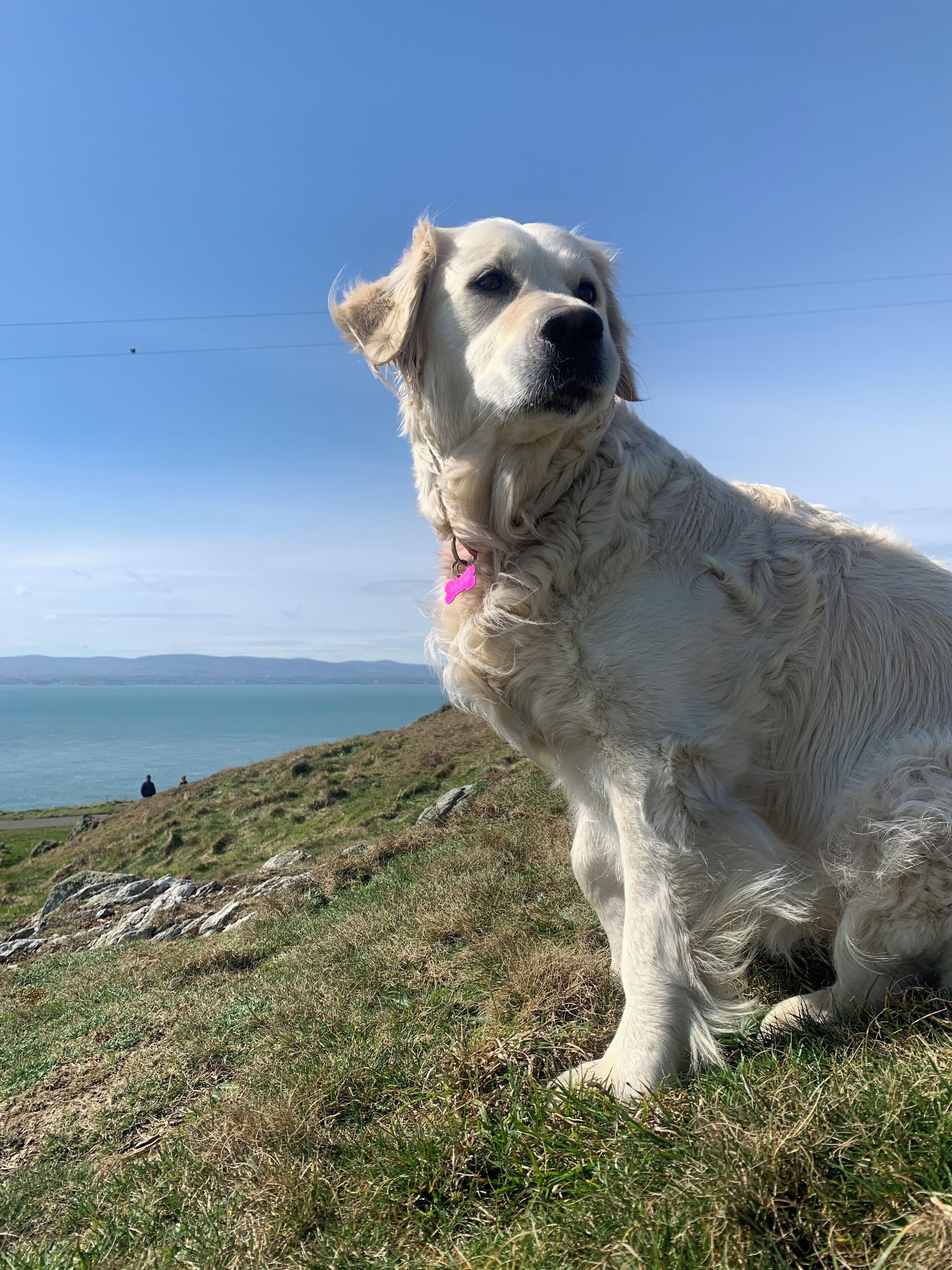 A large white dog sitting on a grassy hill with a view of the sea and distant hills.