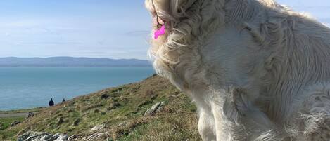 A large white dog sitting on a grassy hill with a view of the sea and distant hills.