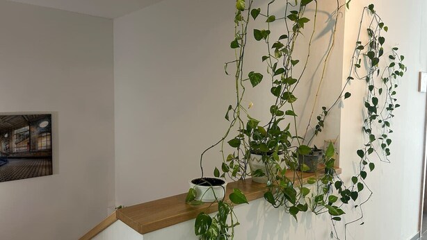 Una escalera con barandilla de madera, pared blanca y una planta en maceta con hojas verdes.