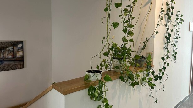 A staircase with a wooden handrail, a white wall, and a potted plant with green leaves. - FarawayHomes Aparthotel Kremsmünster #23 (Kremsmünster)