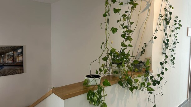 A staircase with a wooden handrail and a wall-mounted plant. - FarawayHomes Aparthotel Kremsmünster #11 (Kremsmünster)