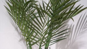 Uma planta em vaso com folhas verdes longas, um recipiente branco texturizado e uma toalha rosa suave sobre uma superfície plana.