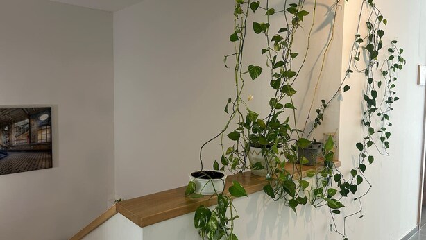 Uma escada com corrimão de madeira, parede branca e um vaso com folhagem verde.