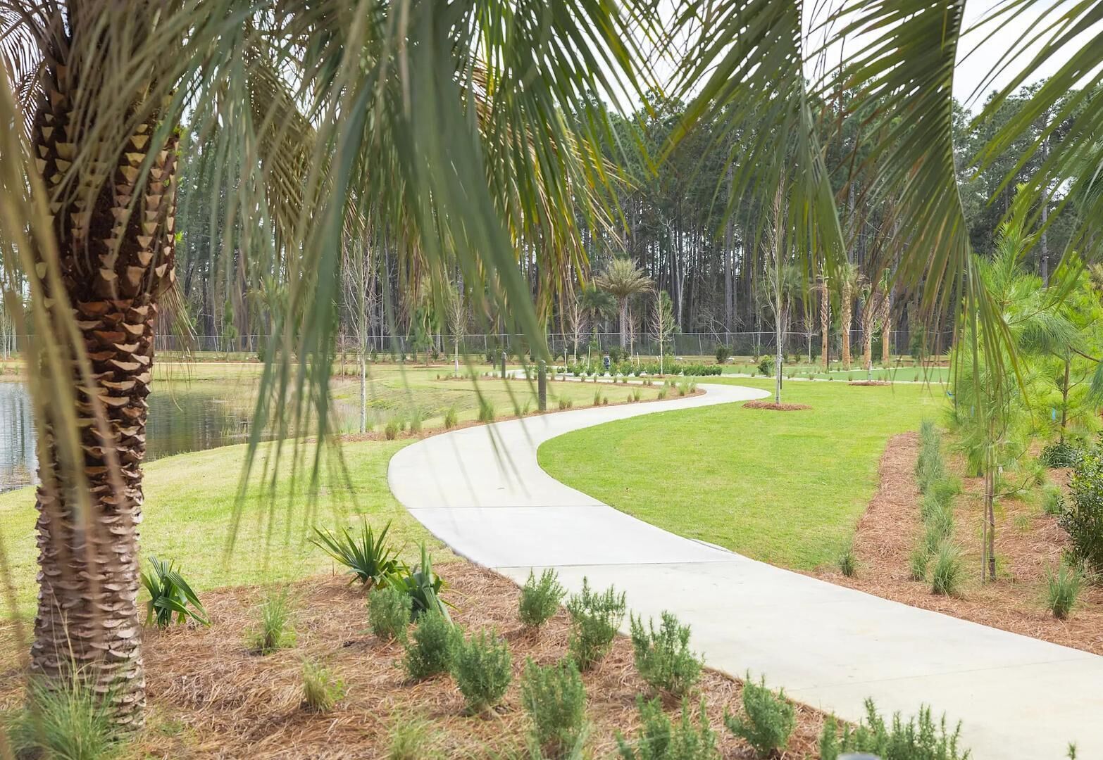 A curved pathway in a landscaped area with palm trees and grass.