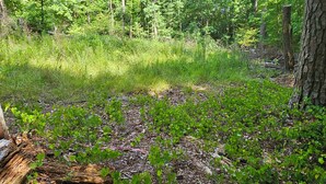 Une zone boisée caractérisée par un feuillage vert dense et de nombreux arbres.
