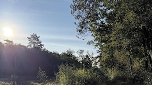 Ein bewaldeter Pfad, durch dessen Baumkronen Sonnenlicht fällt.