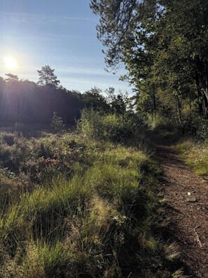 A forested path with sunlight filtering through trees. - Chalet de Blauwe Regen With Sun Terrace (Balkbrug)