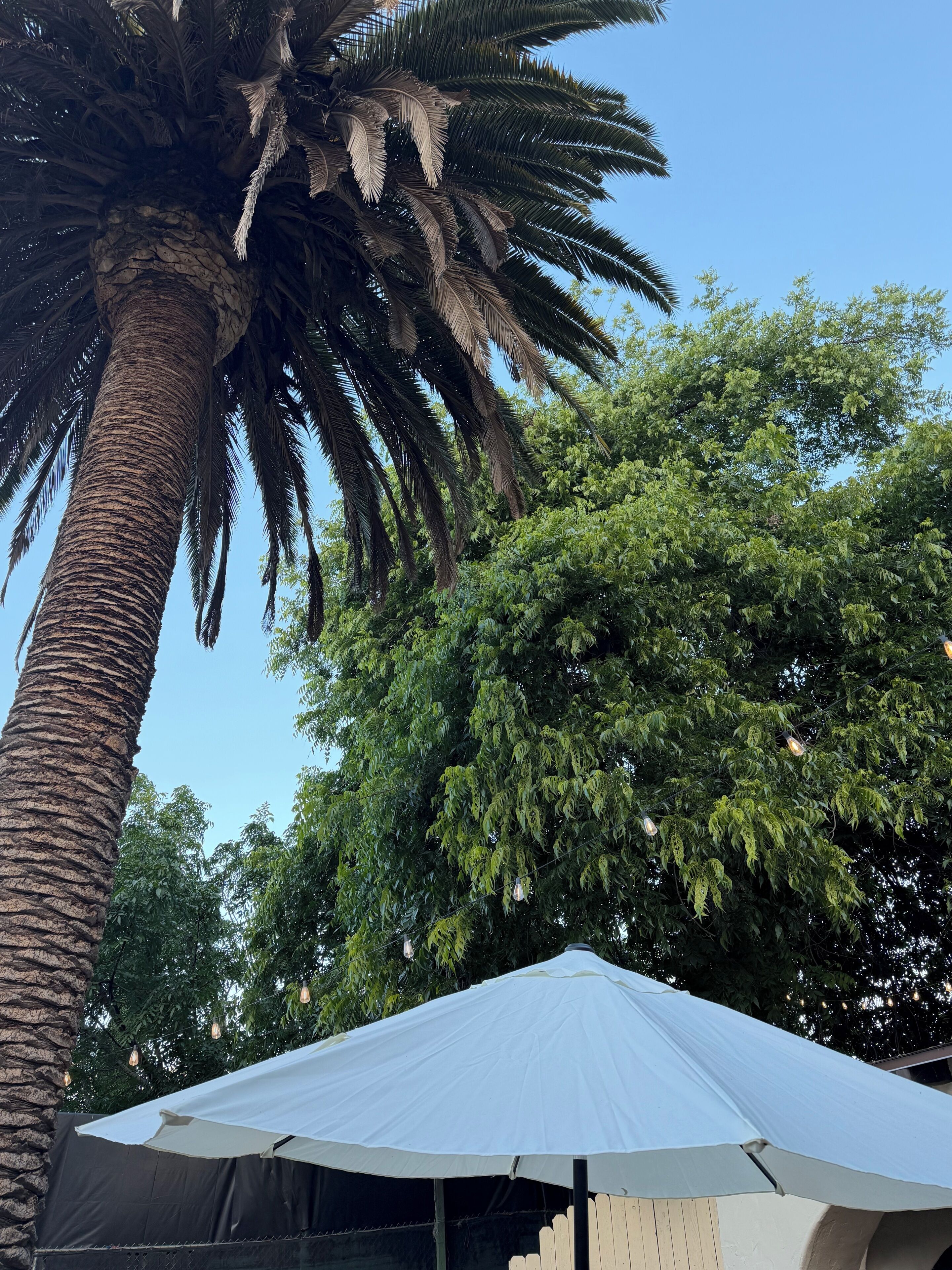 A large white umbrella structure, a tall palm tree, and dense green foliage.