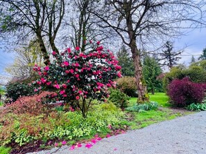 A garden with a variety of plants and trees, a gravel path, and a clear sky.