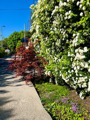 Eine Straße mit einem weißen blühenden Strauch, einem Baum mit roten Blättern und violetten Blüten.