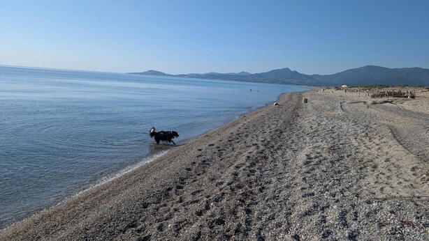 Ein Strand mit einem Hund, der am Ufer entlangläuft.