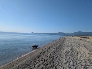 A beach with a dog walking along the shore. - Apartment with sea-facing terrace and swimming pool (Saint-Cyprien)