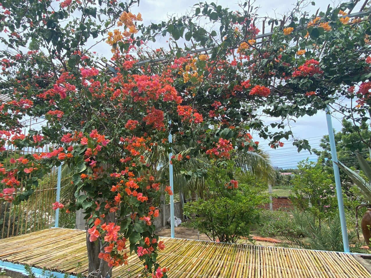 A garden with a bamboo structure, a tree with red flowers, and a clear sky.