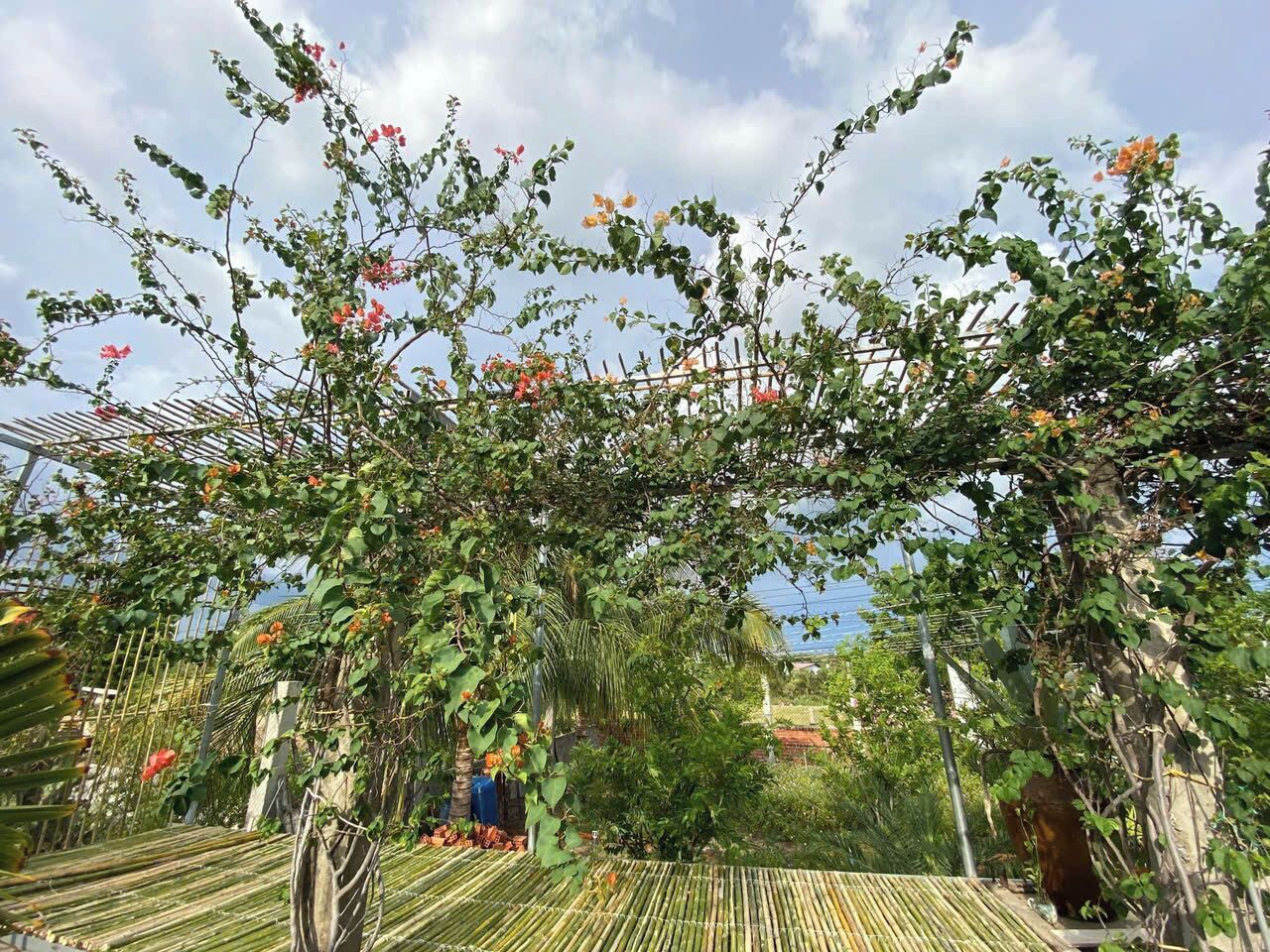 A garden with climbing plants and a bamboo fence.
