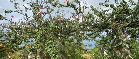 A garden with climbing plants and a bamboo fence.