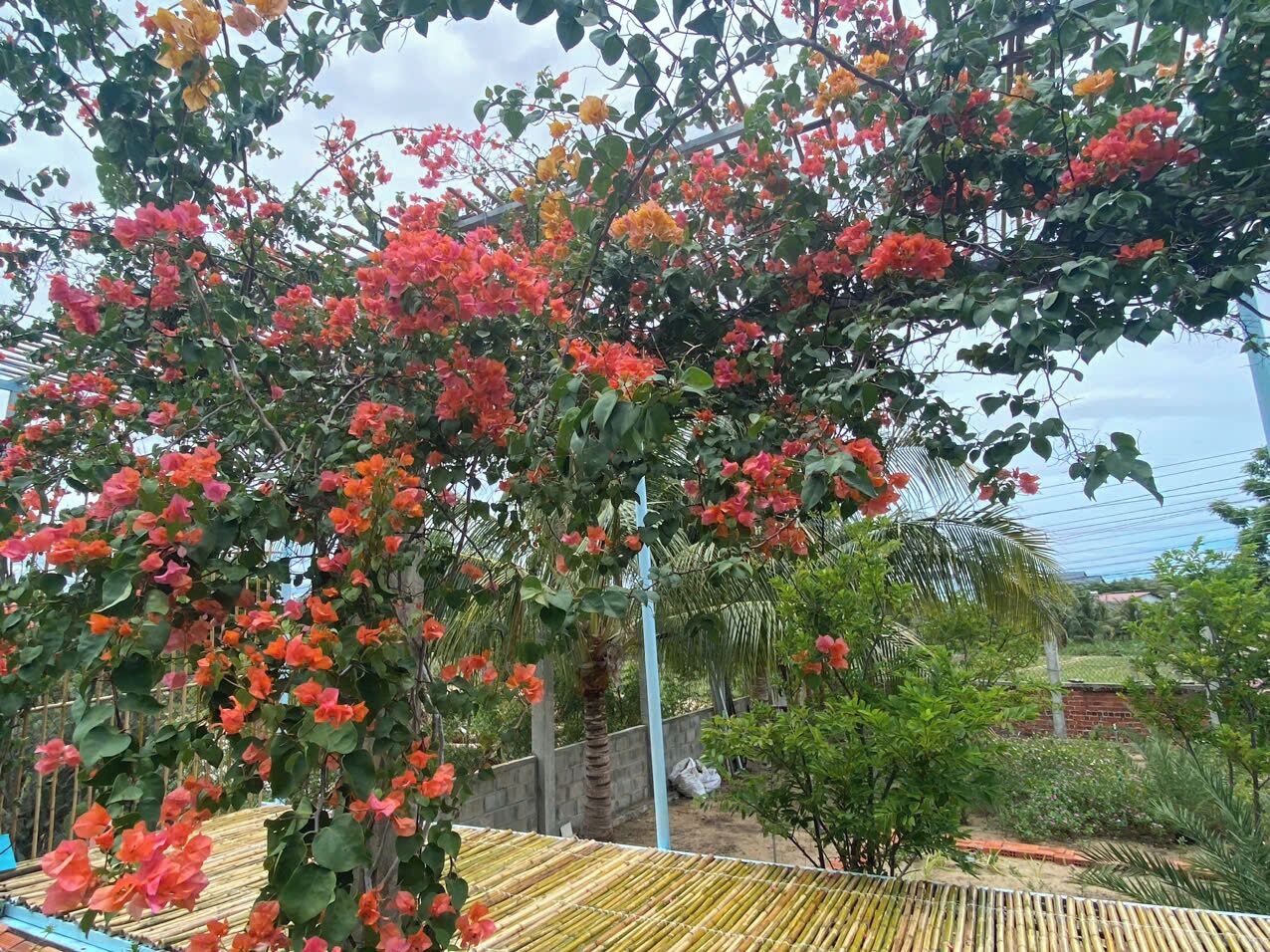 Un giardino con diverse piante e una struttura in bambù.