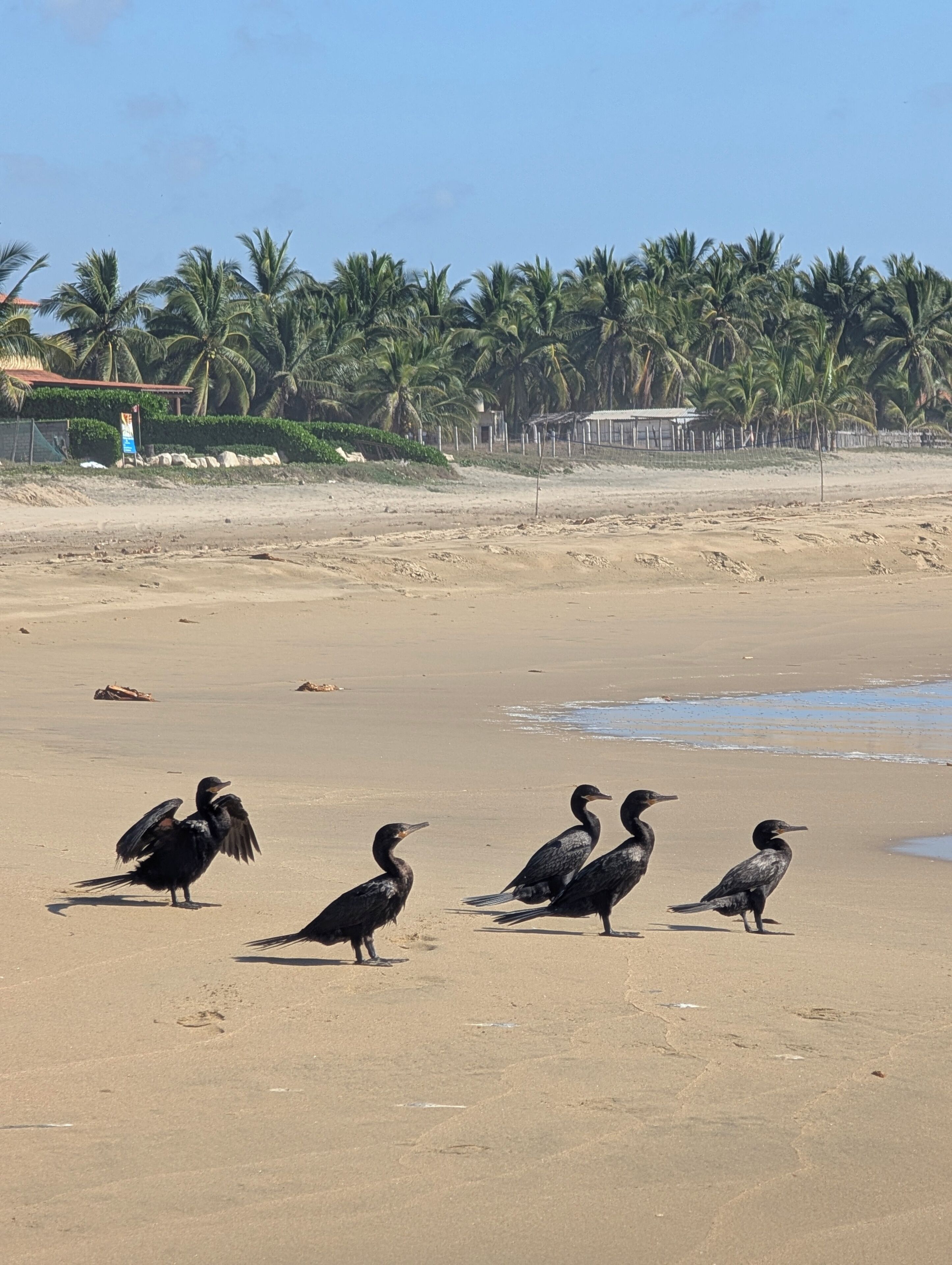 Une plage avec plusieurs oiseaux, des palmiers et une clôture en arrière-plan.