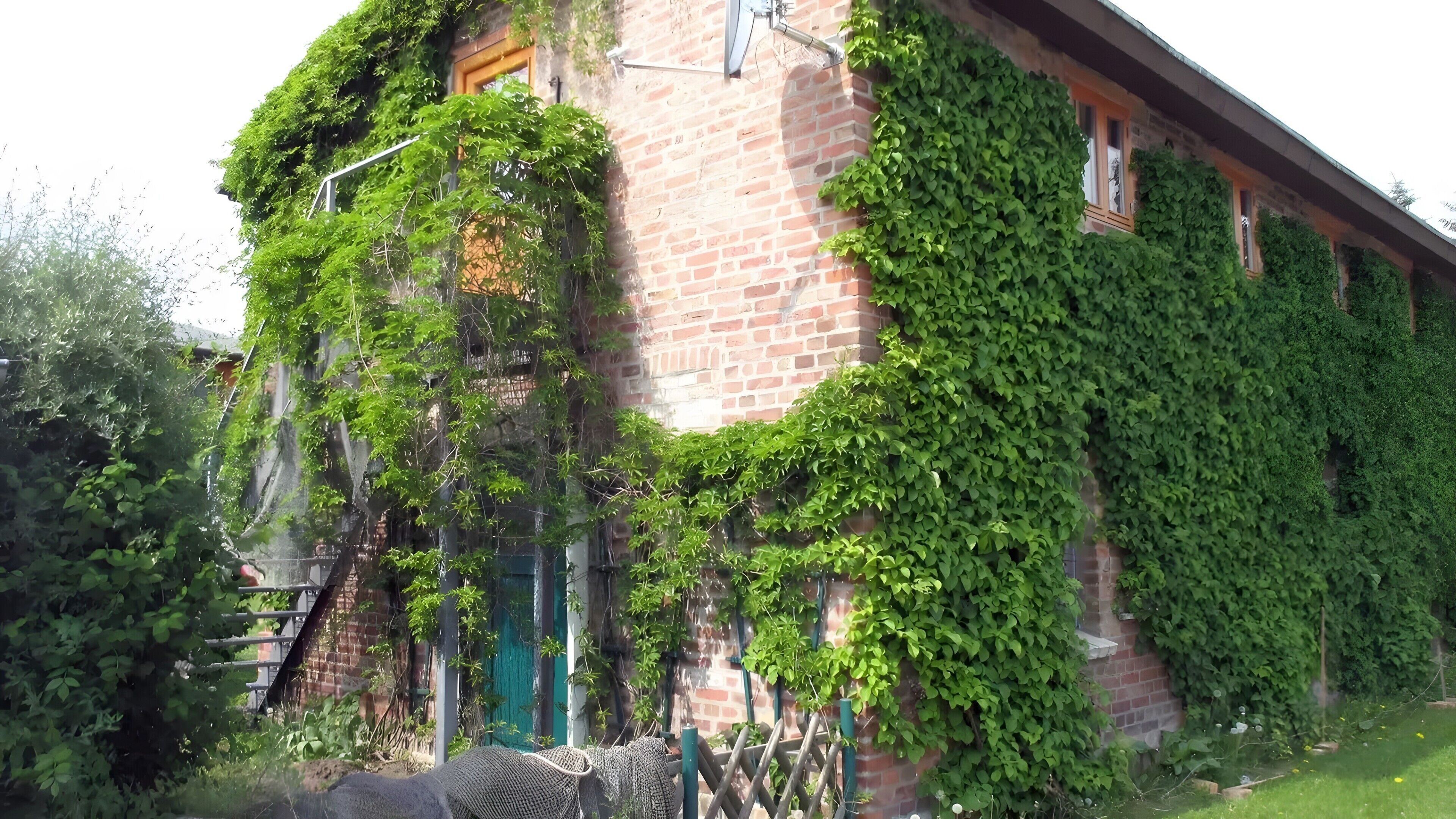 Ein Backsteinhaus, dicht bewachsen mit Efeu, mit einer grünen Tür und einem sichtbaren Fenster.