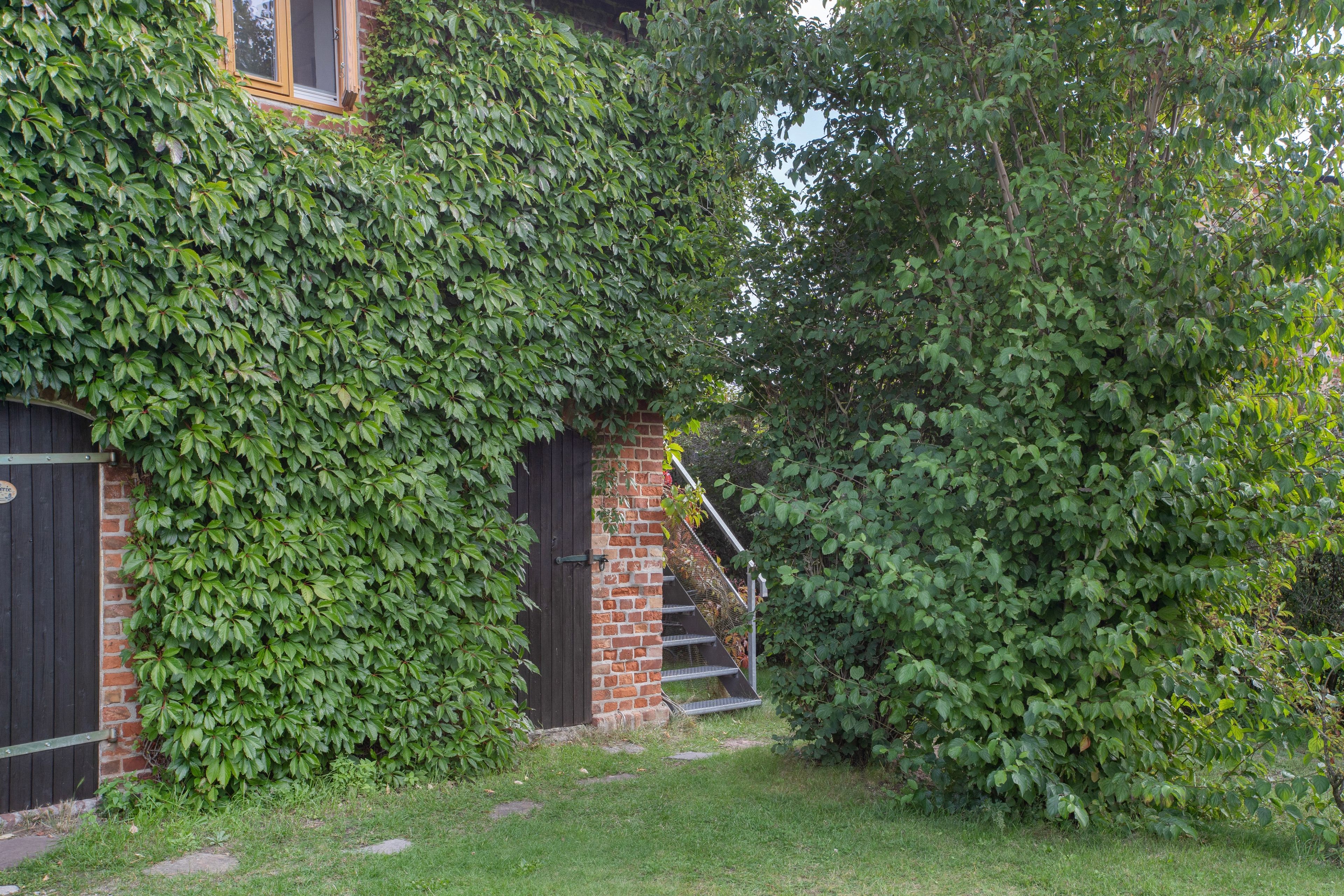 A brick house with a black door and a window, surrounded by lush green ivy.