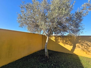 Ein Baum mit dickem Stamm und spärlichem Laub, der in einer grasbewachsenen Fläche neben einer gelben Wand gepflanzt ist.