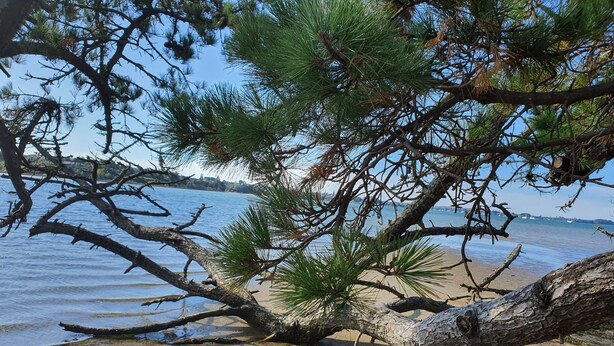A beach with a fallen tree and clear blue water. - Omokoroa Sea View Apartment, stunning views, amazing sun rises, quiet spot (Ōmokoroa)