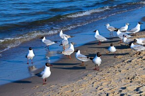 Beach - Holiday apartment with 2 bedrooms (Ostseebad Heringsdorf)